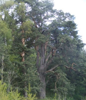 Pine forest tree of the year 2004